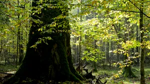 Senatul a aprobat o iniţiativă prin care 20% din lemnul adunat anual să fie alocat firmelor mici