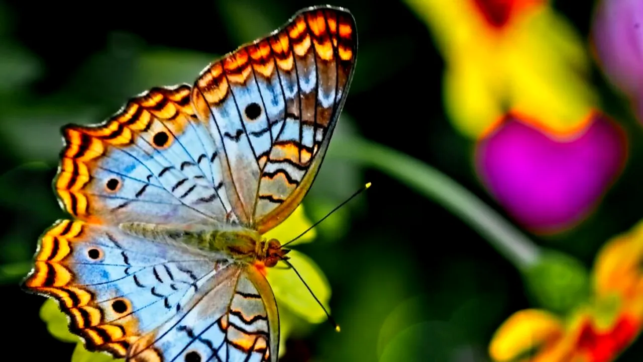 Expoziția cu fluturi vii, care te va lăsa fără cuvinte revine la Antipa. Momentul rar pe care îl poți vedea cu ochii tăi