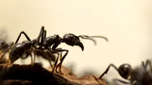 Studiu: Adevărul despre furnici: până la 60% dintre ele sunt 