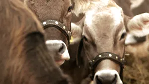 Autoritatea Veterinară verifică dacă animalele din ferme au febră aftoasă