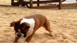 Când viaţa îţi dă lămâi: Cum reacţionează un câine când gustă prima dată din fructul acru - VIDEO