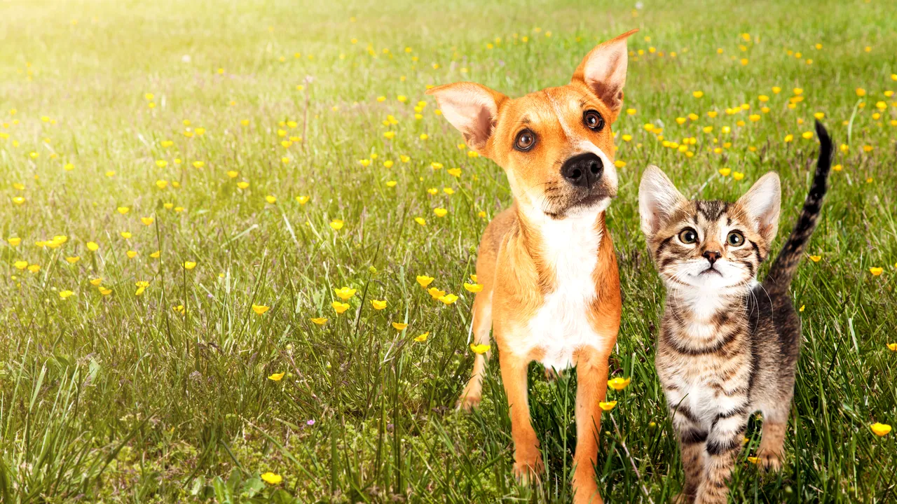 Proprietarii de animale de companie îşi pot vaccina câinii şi pisicile împotriva coronavirusului