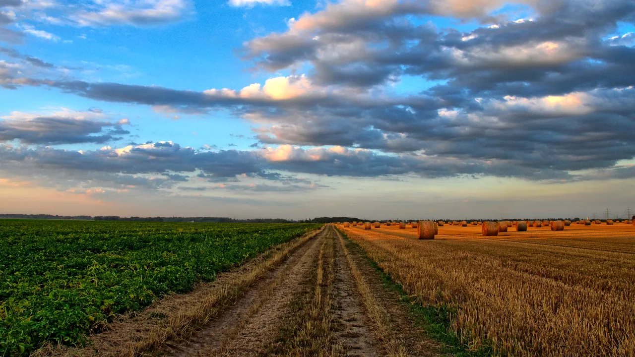 Temperaturile extreme afectează agricultura din România 