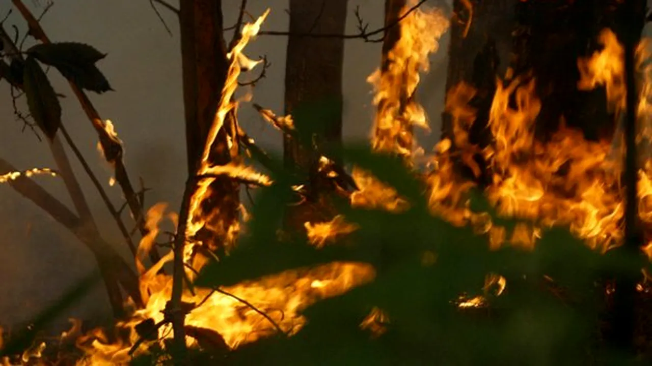 Incendiu de vegetaţie în Munţii Baiului