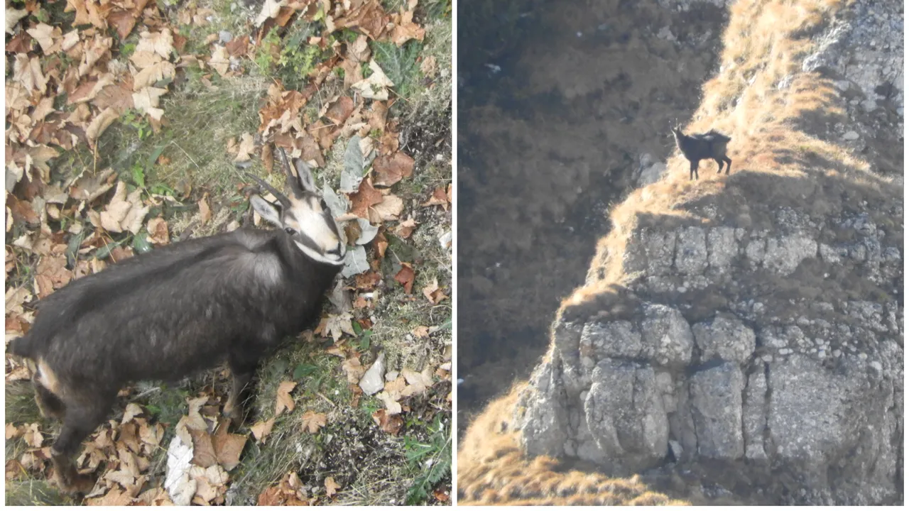 GALERIE FOTO: Capre negre fotografiate la înălţime, în Munţii Bucegi