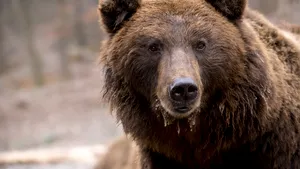 Urs „vânat” de autorităţile din Târgu Mureş. Animalul care se plimbă deseori într-un cartier al oraşului va fi relocat