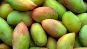 Două fructe de mango au fost vândute la licitaţie pentru o sumă record de 2.130 de euro