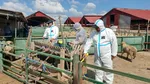 Peste 100 de veterinari, mobilizați în Tulcea după confirmarea a patru focare de variolă ovină și caprină