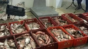 FOTO Peste 350 kilograme de peşte, confiscate de poliţiştii de frontieră din Tulcea