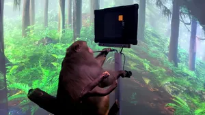 Competiţia dintre om şi maimuţă, la jocul Pong. Cine este jucătorul avantajat