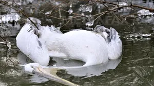 Vânătoarea în Delta Dunării, interzisă. Care vor fi excepţiile?