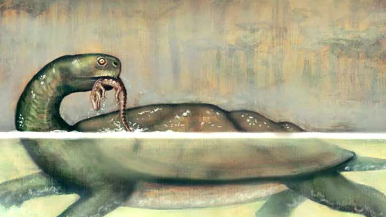 O broscă ţestoasă gigantică, descoperită în Columbia. Cât de mare era animalul?