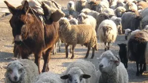 Romanian Sheep Breeders, Vet Authorities To Start Negotiations Monday