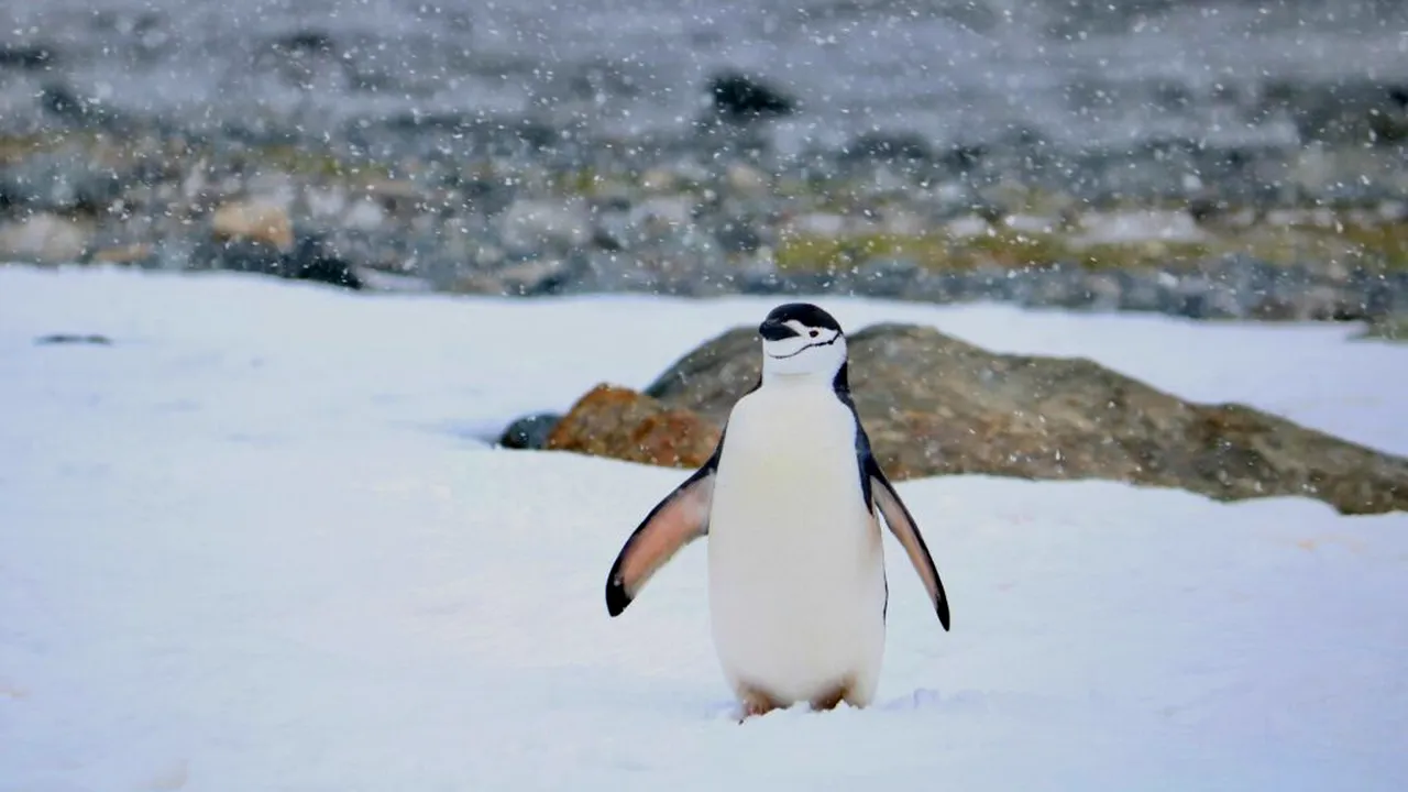 Pinguinii din Antarctica emit până la 7 milioane de tone de metan pe an
