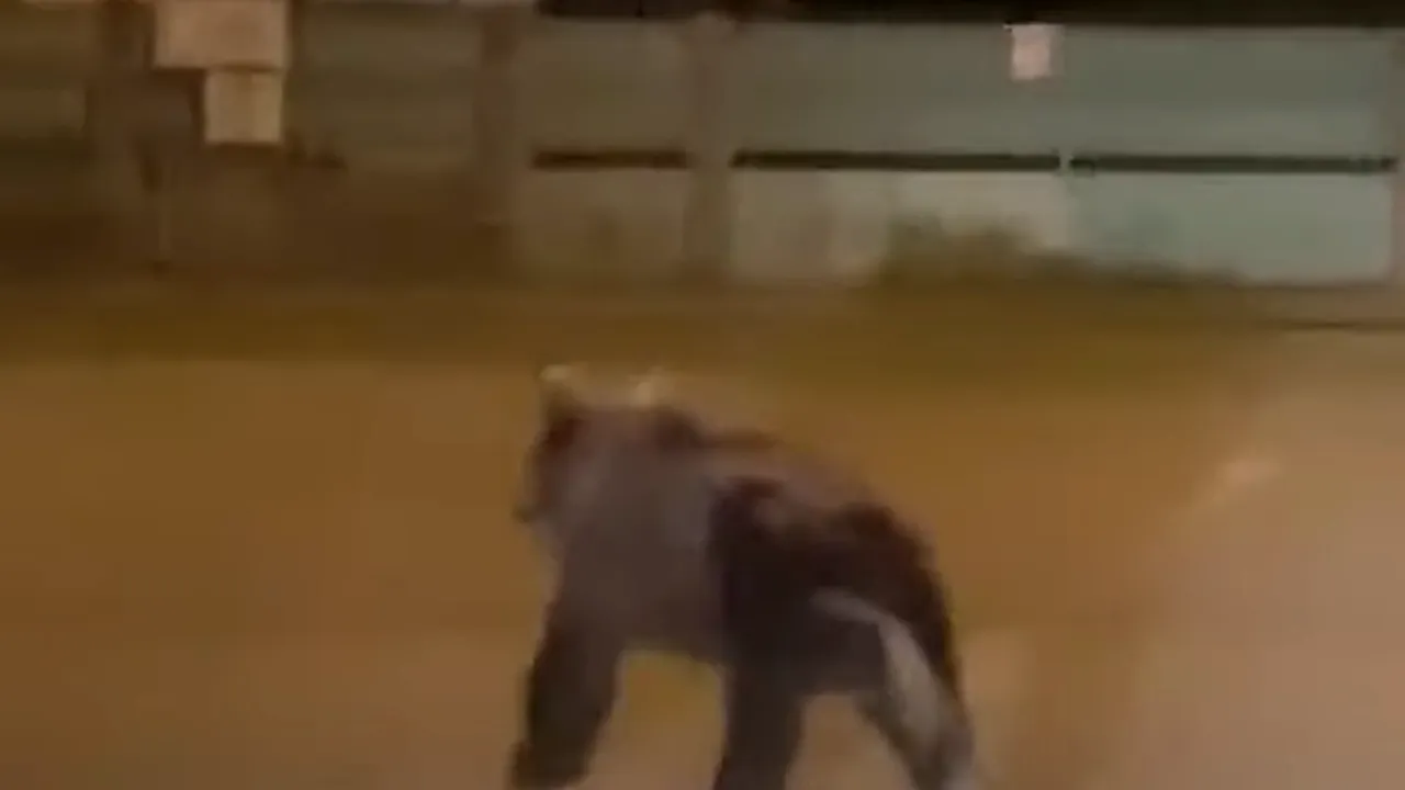 Imagini inedite! Pui de urs surprins de un şofer pe străzile din Câmpia Turzii, Cluj| VIDEO