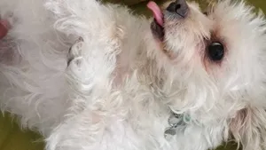 FOTO VIDEO Ziua internaţională a câinelui. Poveşti de dragoste dintre oameni şi blănoşi