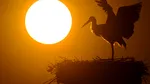 Evaluare BirdLife: Peste jumătate din speciile de păsări ale lumii sunt în declin