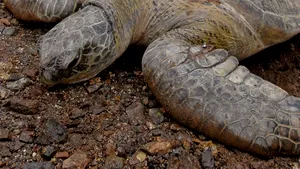 STUDIU: Ţestoase cu o lungime de doi metri trăiau în Europa acum 2 milioane de ani