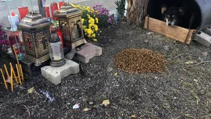 „Hachiko” de Iaşi | Povestea impresionantă a unui câine care veghează locul morţii unui tânăr. Familia victimei i-a făcut un adăpost - FOTO