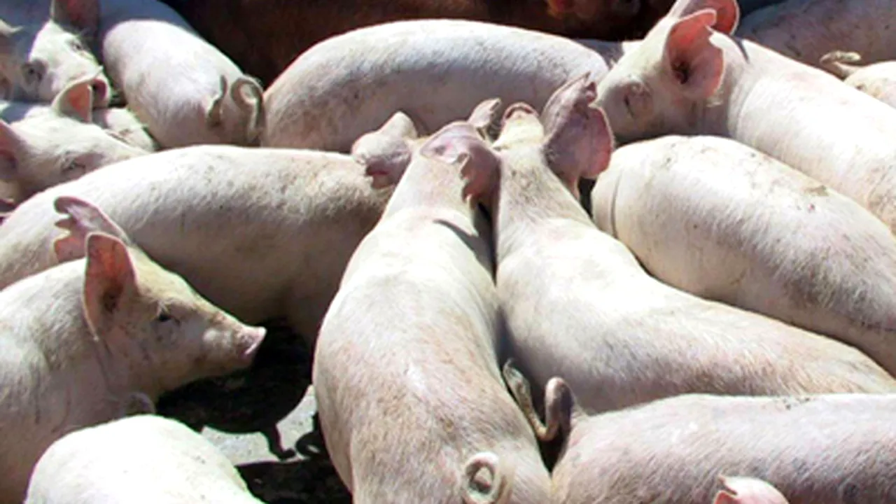 România ar putea relua exporturile de porci din iulie