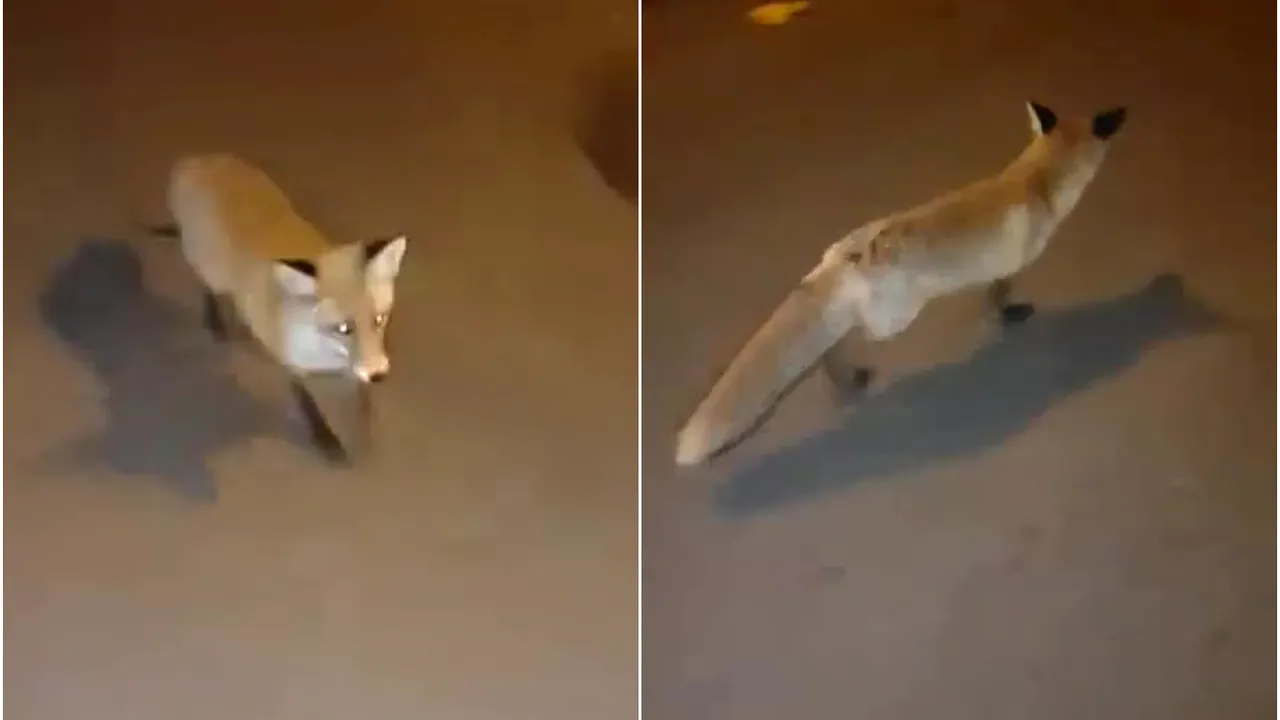 O vulpe a fost filmată printre blocuri, în Capitală. Autorităţile ştiu despre animal, dar nu au luat măsuri | VIDEO