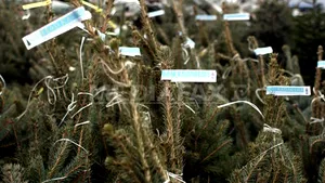 Tăierea ilegală a brazilor poate fi sancţionată cu detenţie până la 6 luni