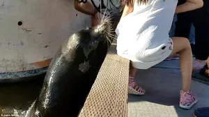 VIDEO Moment TERIFIANT pentru o fetiţă din Canada, după ce un leu de mare a muşcat-o şi a tras-o în apă