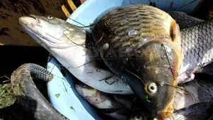 FOTO, VIDEO Patronul unui depozit de peşte a încercat să fugă cu marfa în timpul unui control de la Protecţia Consumatorilor