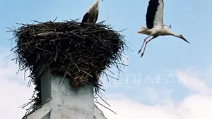 Record absolut în România, în acest an, şapte pui de barză albă într-un cuib / FOTO