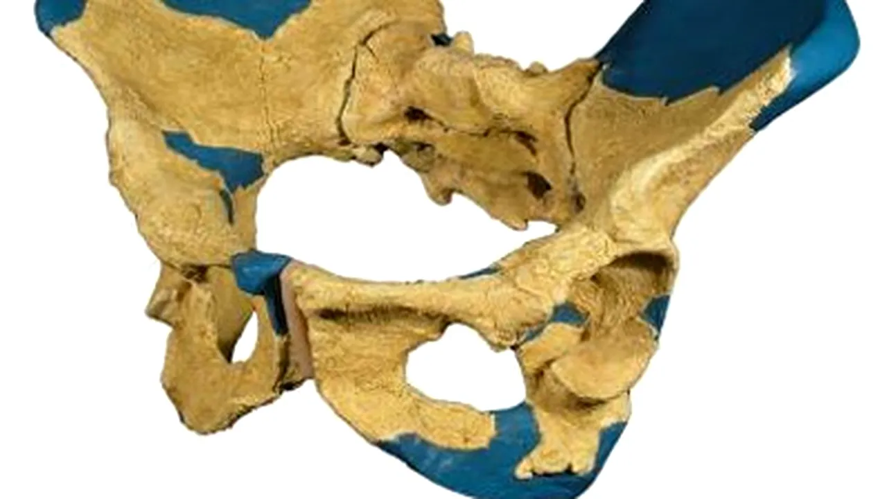 Pelvis uman, vechi de 1,2 milioane de ani, descoperit în Etiopia