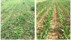 Austria devine prima ţară din Uniunea Europeană care interzice erbicidul glifosfat 