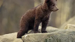 Ministerul Mediului vrea să elimine din faună 552 de urşi, 657 de lupi şi 482 de pisici sălbatice