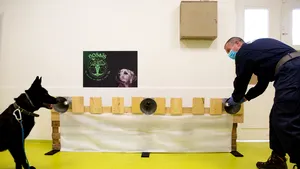 Rasa de câine care poate să detecteze coronavirusul: „Rezultate încurajatoare, fiabilitate 95%”