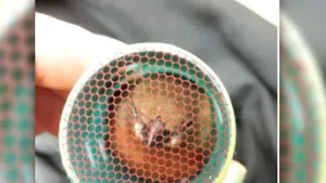 Contrabandă cu păsări. Unde a ascuns 35 de cinteze un bărbat care voia să ajungă în Statele Unite 