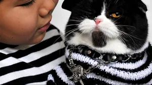 MEDIAFAX ZOOM: Cats in the news - GALERIE FOTO