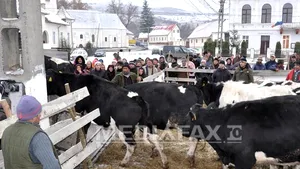 Bistriţa: 25 de vaci din Irlanda, cadou de Moş Nicolae pentru familii de romi din comuna Dumitriţa - FOTO