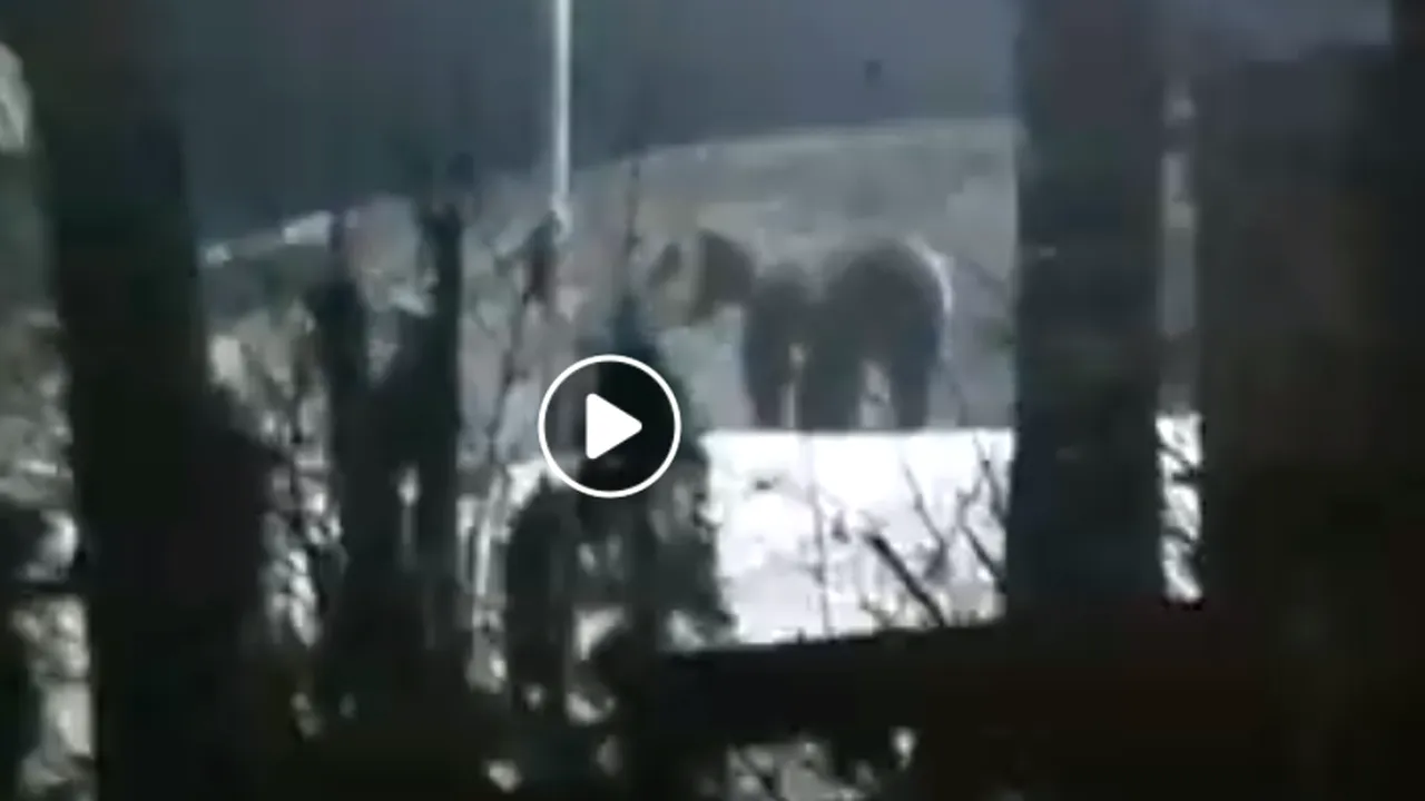 Urs filmat în timp ce se plimba pe lângă Spitalul din Miercurea Ciuc