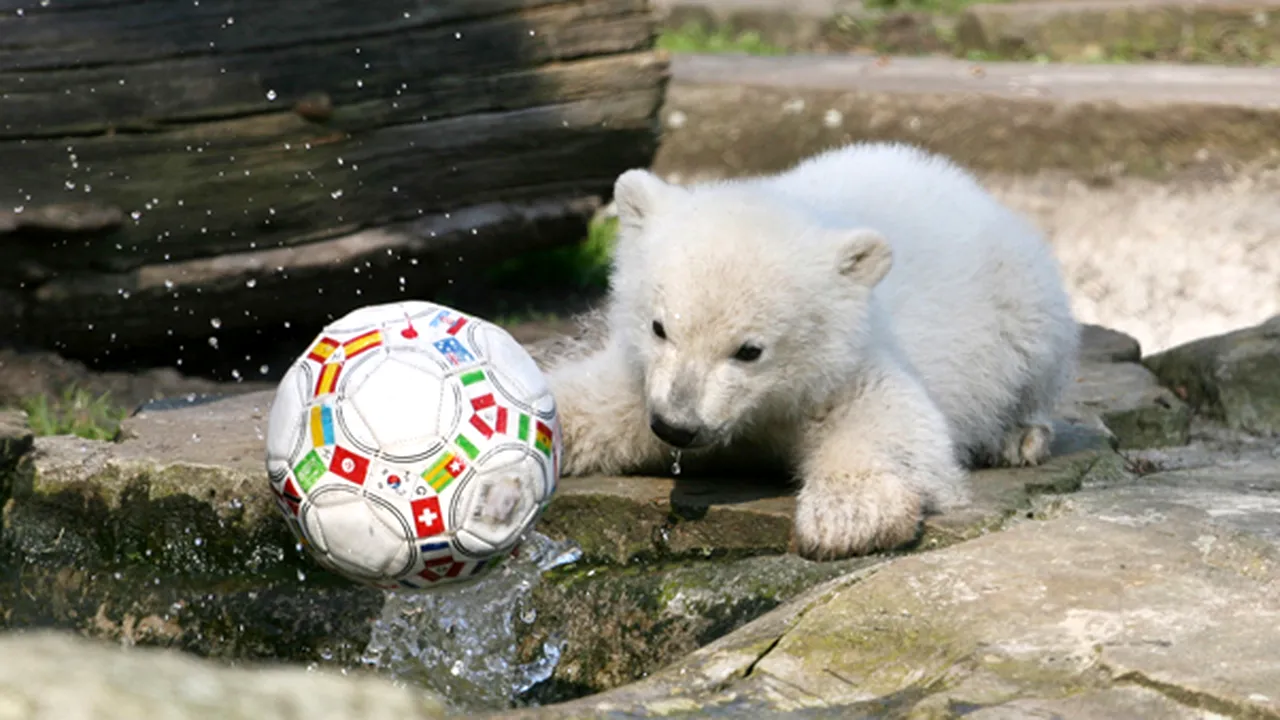 Un pui de urs polar de la o grădină zoologică din capitala Germaniei va fi numit după Hertha Berlin | VIDEO