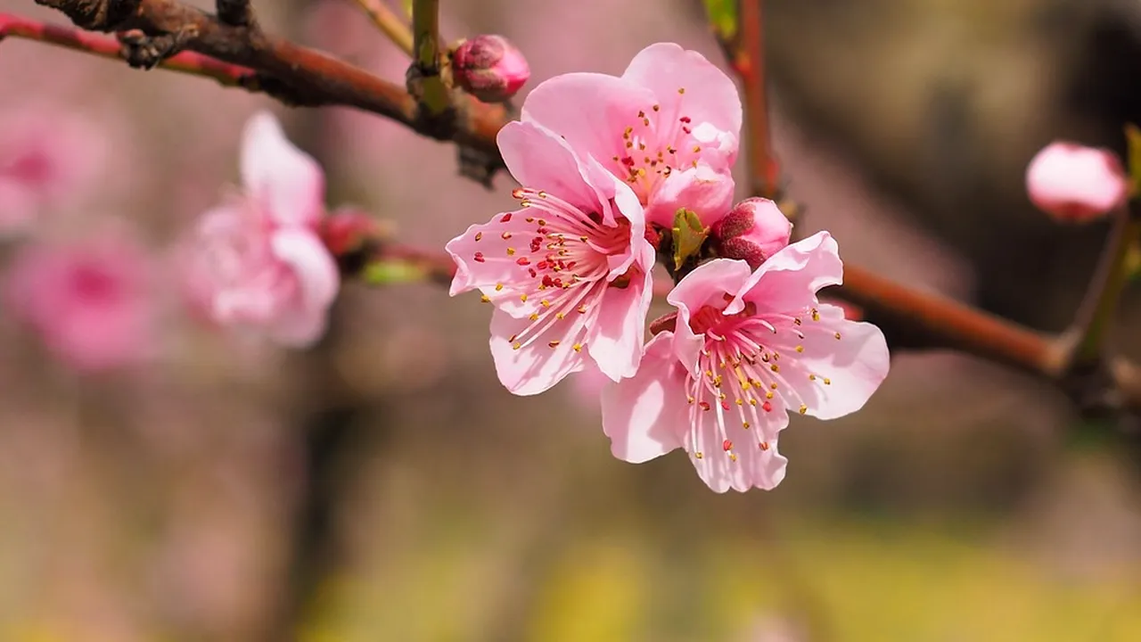 MESAJE DE FLORII 2019. Ce urări le puteţi face celor dragi cu ocazia onomasticii