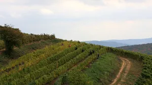 „Vinurile Împăraţilor”, cele mai scumpe din România, reapar pe piaţă/ Cu cât se VINDE o sticlă din celebrul vin de la Lechinţa - FOTO