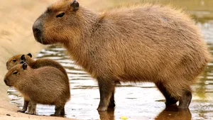 IMAGINILE ZILEI | Aceste capibara au găsit metoda perfectă de a se răcori în timpul caniculei