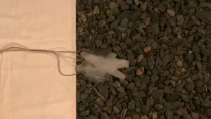 Un robot flexibil care se camuflează, creat de cercetătorii americani - VIDEO
