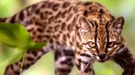 A fost descoperită o nouă specie de pisică sălbatică. „Tigrino” e singurul membru confirmat