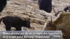 Lecţie de viaţă din lumea animalelor: O mamă nu va renunţa niciodată la puiul ei - VIDEO 