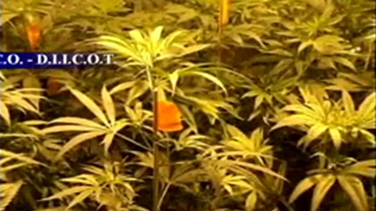 Cultură de cannabis în casa unui poliţist din Bucureşti