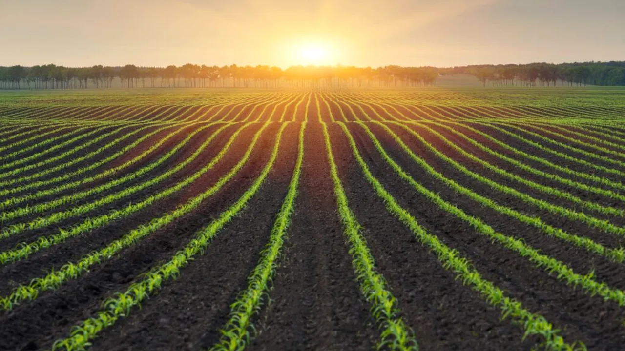 Impactul inovației: produsele biologice revoluționează agricultura