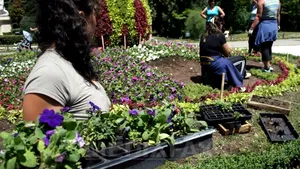 Poliţiştii din Vaslui au toate florile din parcuri pe inventar. Dacă dispar, sunt obligaţi să le plătească