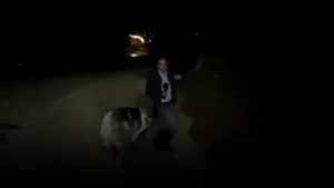VIDEO| Jurnalist fugărit insistent de un porc în timpul unei transmisiuni live