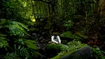 România intră în premieră pe harta globală a sunetelor naturii. Care sunt avantajele pentru economie