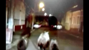 Ursoaică cu puii ei, FILMAŢI în centrul oraşului Făgăraş - VIDEO